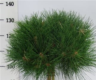 Сосна черная Пьеррик Брежон